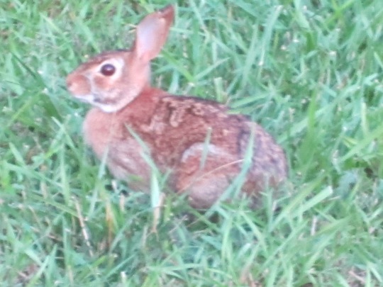 bunny2